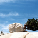 Überlebenskampf - Yosemite Park, Kalifornien 1996